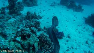 Diving - Red Sea Hurghada _ 22.02.2018