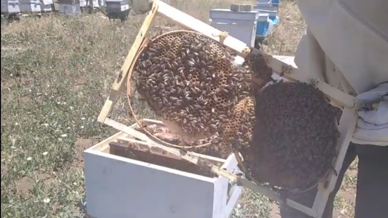 ANASIZ KOVANDA YÜKSEK BAL VERİMİ...Bal akımında mutlaka arinizi bölün...