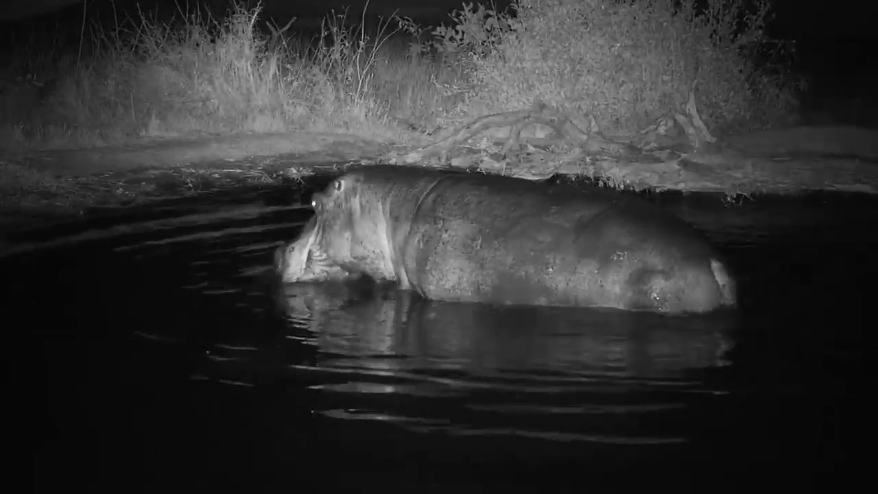 camera iphone 8 plus apk Djuma: Hippo with injured leg leaves the pan - 04:54 - 07/15/19