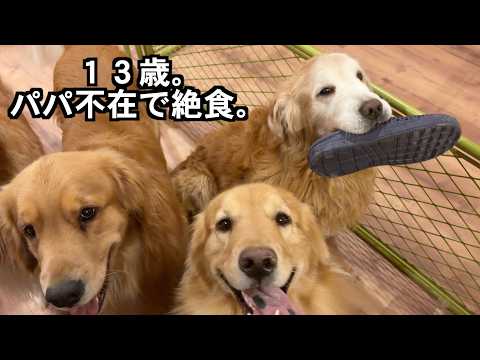 【号泣】1週間不在のパパと再会。13歳のゴールデンがご飯も食べず待ち続けた結末が切なすぎた…