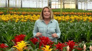 Kent's Bromeliads - How To Care for Bromeliads