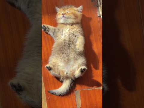 cat sleeping position