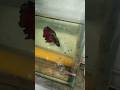#bloodworms#feeding#trending ....