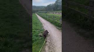 rooting for the planet #nature #tree #walk #dogwalk #wildlife #hiking #wildlifegarden #parkwalk