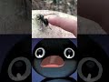 Noot noot meme