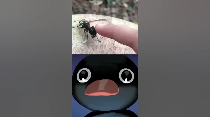 Noot noot meme