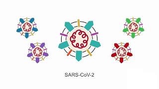 Introducing SARS-CoV-2: learn the basic principles behind this virus.