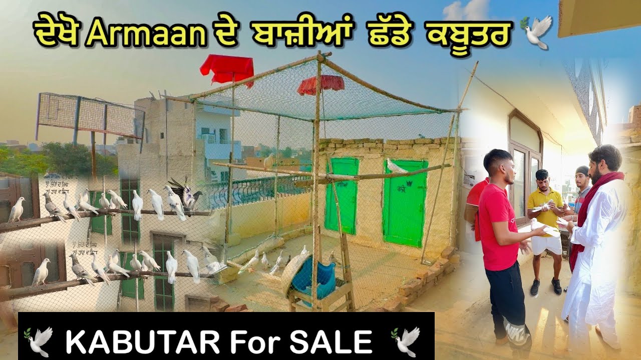 ਦੇਖੋ Armaan ਦੇ ਬਾਜ਼ੀਆਂ ਛੱਡੇ ਕਬੂਤਰ 🕊️|| ਕਬੂਤਰ ਬਕਿਆਊ ਨੇ || Kabutar For Sale 🕊️|| #kabootar