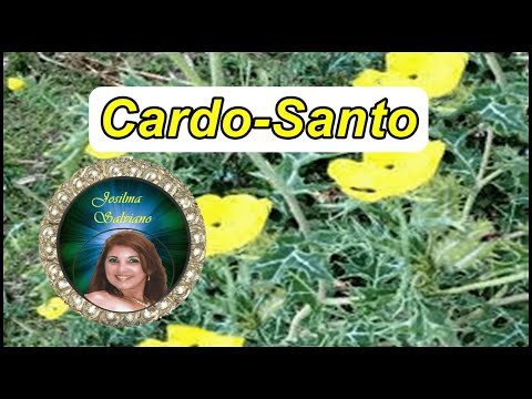 Cardo-Santo  - Plantas Que Curam