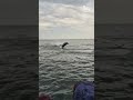 Amazing Dolphins Swim Alongside Tour Boat