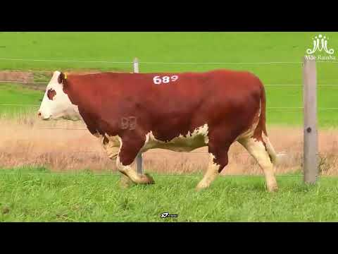 lote 3 Tat Z689 - AMORA