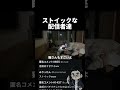 ストイックな配信者達　コレコレさんの旅行配信に参加した時のやつ