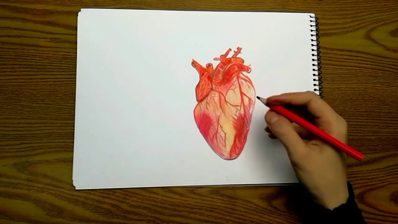 how to draw a heart (a human heart) | Artist Drawings - YouTube