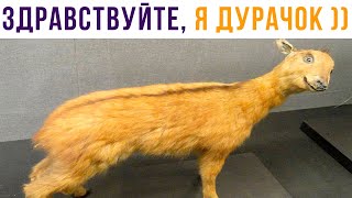 ЗДРАВСТВУЙТЕ, Я ДУРАЧОК))) Приколы | Мемозг 698