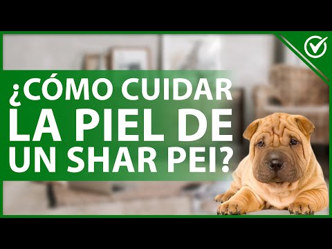 Video: Problemas de la piel en un Shar-Pei