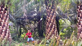 CUMA DI KALIMANTAN PRUNING SAWIT SETAN DI BAYAR MAHAL