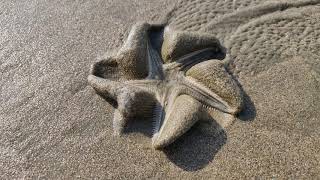 StarFish walking on back beach Vung Tau