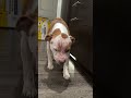 Pittie Covered in Scars Learns How to Show Her Sweet Smile | The Dodo