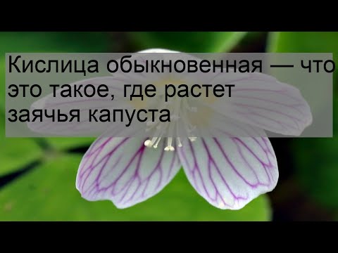 Кислица обыкновенная — что это такое, где растет заячья капуста