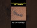 What happens when an ant lion lurks in an ant nest  antlion antnest battle