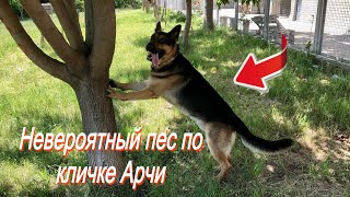 Невероятный пес по кличке Арчи