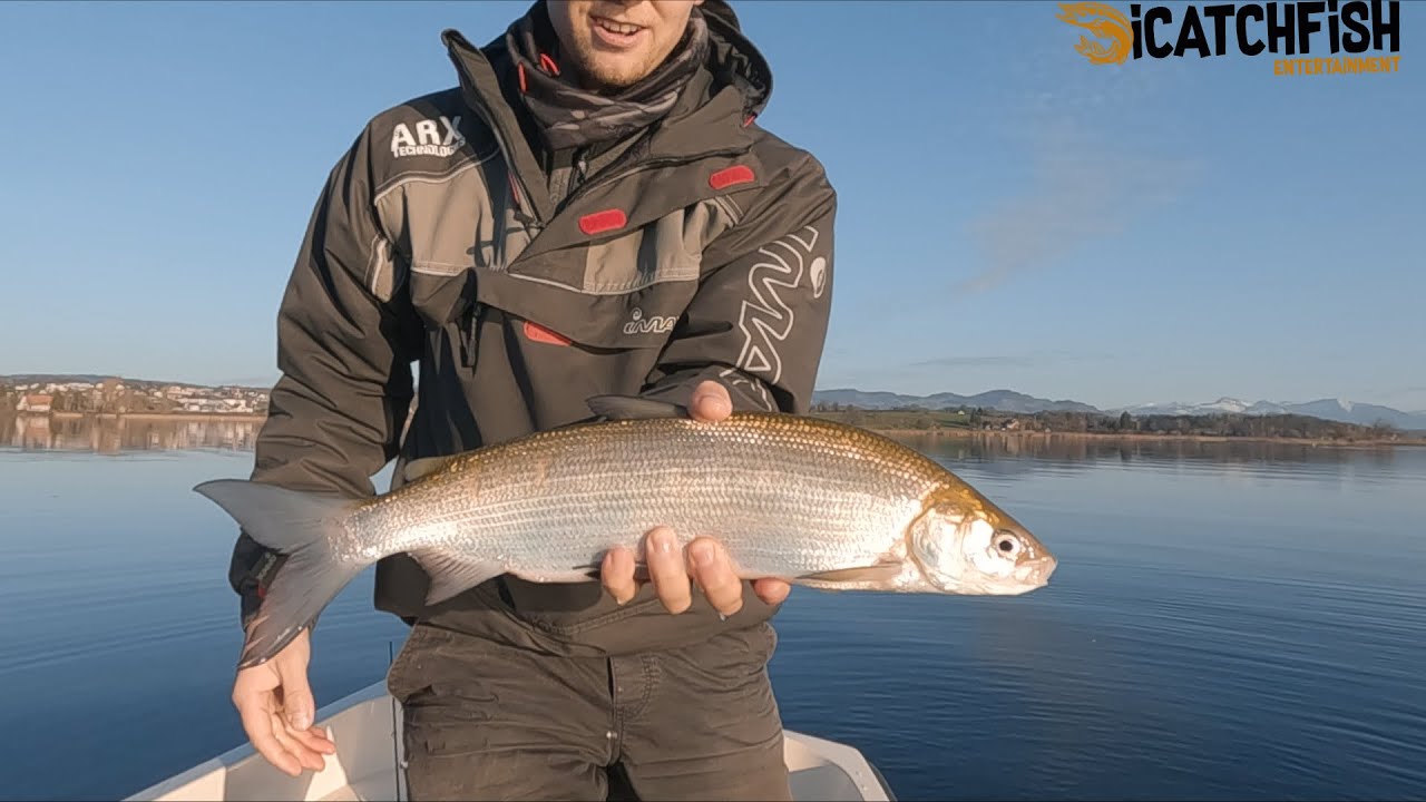 Greifensee - Felchen Fischen im Winter 2024 (Januar)  (Mit Untertitel)