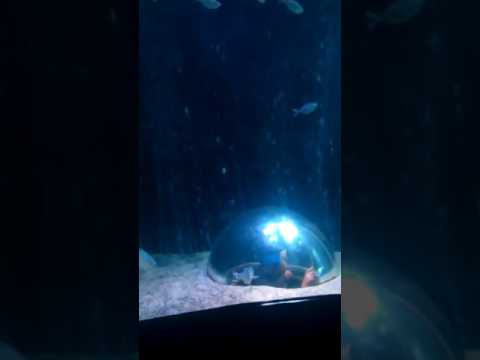 Βίντεο: Ενυδρείο Sea Life Arizona στα Tempe AZ