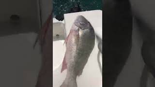 Dinner is served 🍽 Big mutton off the reef #spearfishing #shorts