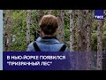 В Нью-Йорке появился "призрачный лес"