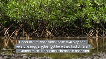 Using a ‘3C-strategy’ to identify keystone taxa from a benzo[a]pyrene degradative microbiome