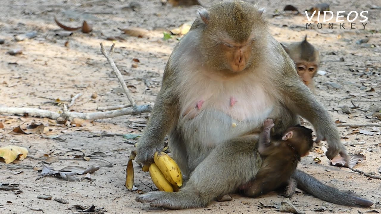 So bad mom Brianna sit on her newborn baby monkey - newborn try moving under mom