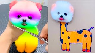 Cute Pomeranian Puppies Doing Funny Things  Funny Cats and Dogs Videos  Part 9