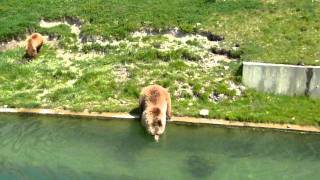 ursoaică din Berna