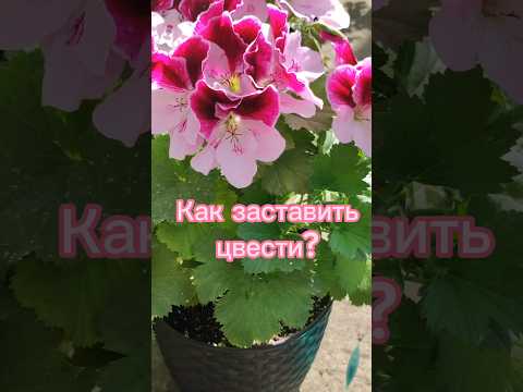 Video: Når blomstrer pelargonium?