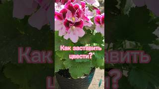 :     ?