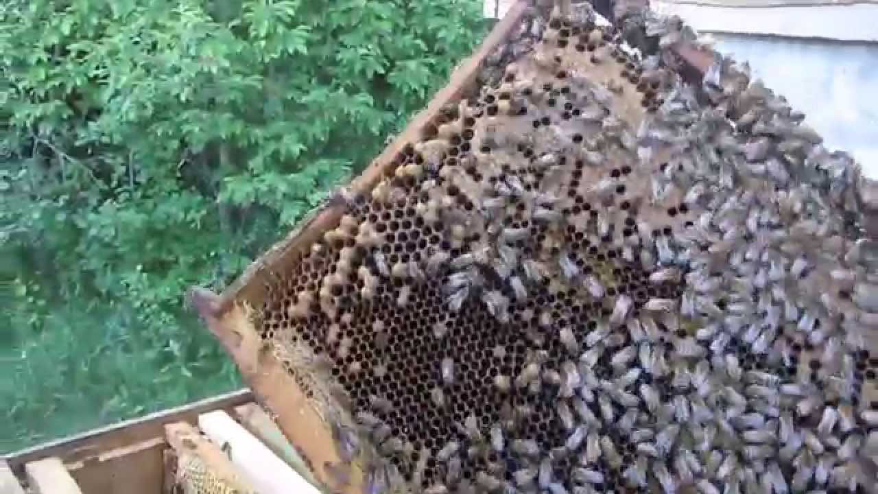 Бакфаст  Осмотр пчел спустя 3 недели кочевки на рапсе Часть 1 Buckfast  Inspection of bees