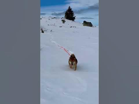 Конярника, Витоша - YouTube