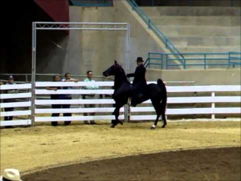 Black saddlebred show horse for sale lexi brian asac 2011with shan edited