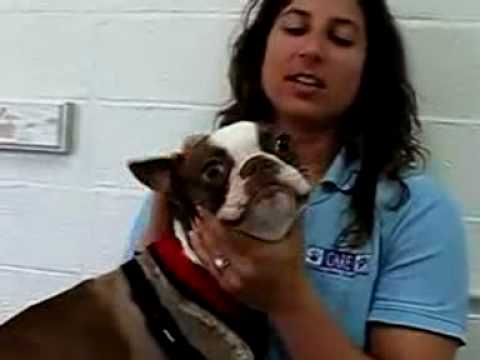 Cal Animal Rehab Tripawds Interview Interview #3