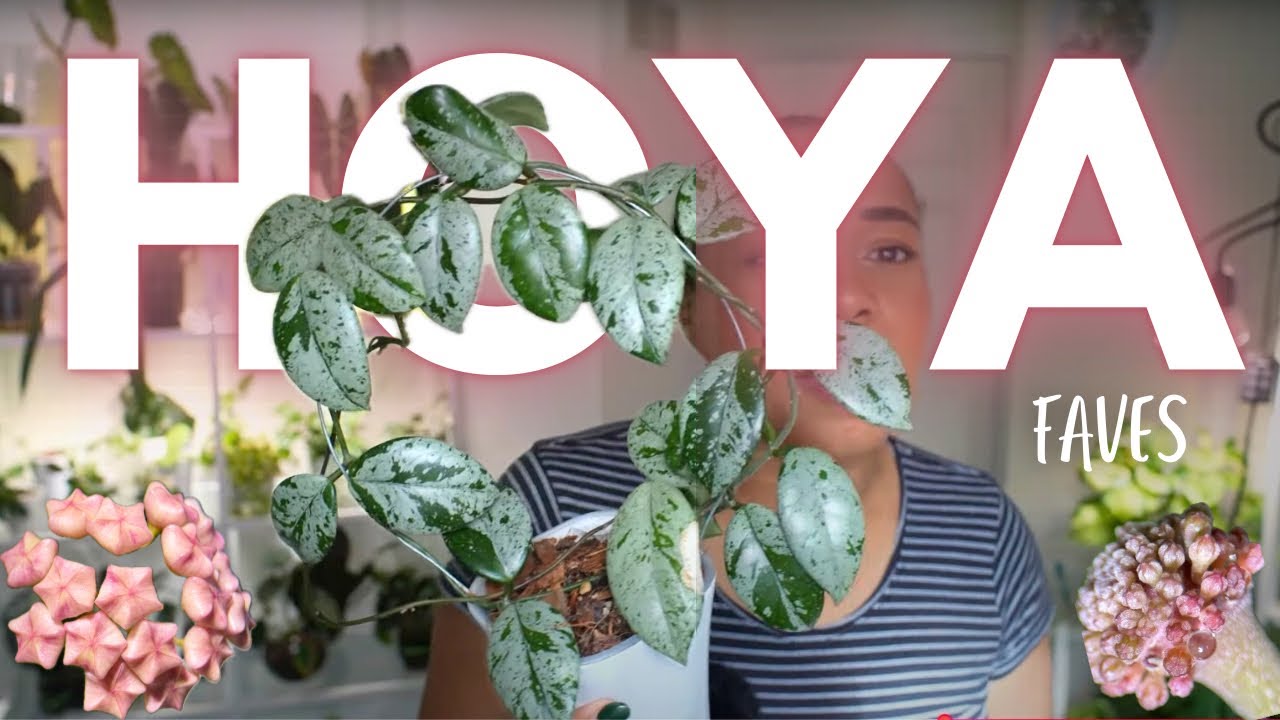 Hoya lovers, UNITE! 🌱Growth || Splash 💦 || Peduncles 🌸|| Hoya March Favourites 💛