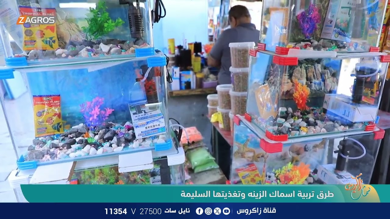 طرق تربية اسماك الزينة وتغذيتها السليمة | نسمات زاكروس