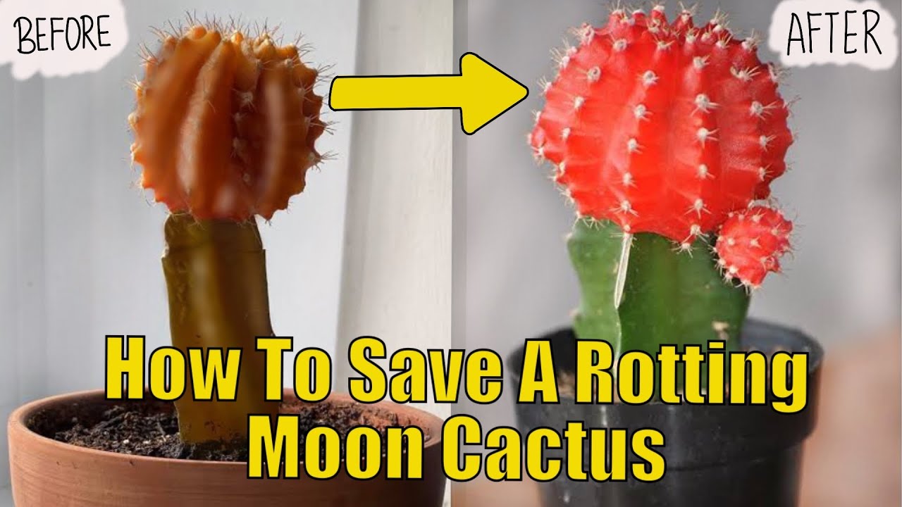 Moon Cactus Rot How To Save A Rotting Cactus YouTube