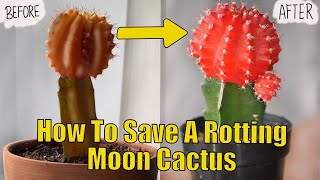 Moon Cactus Rot | How To Save A Rotting Cactus