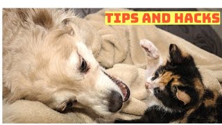 How To Take Care Of Your Pet || Smart Gadgets And Hacks For Pet Owners