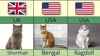 Most Famous Cat Breeds From Different Countries 😍