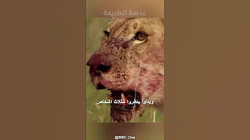 قبائل الماساي تسرق الطعام من فم الاسود اسود سبحان الله 