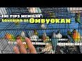 Tips memilih lovebird prospek di ombyokan