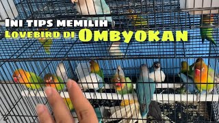 Download lagu Tips Memilih Lovebird Prospek Di Ombyokan mp3