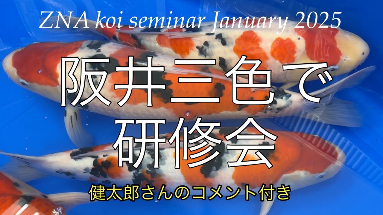 阪井三色で研修会　ZNA koi seminar January 2025