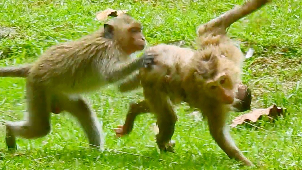 Pity Baby REX So Cold, Nearly Frozen, ROSE Just Playing With Little  One, Not Give Warmth  To REX,